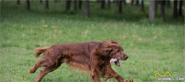 它是世界上最大的犬种，野狼的天敌，现却濒临灭绝