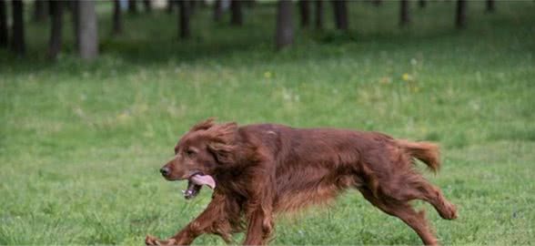 它是世界上最大的犬种，野狼的天敌，现却濒临灭绝