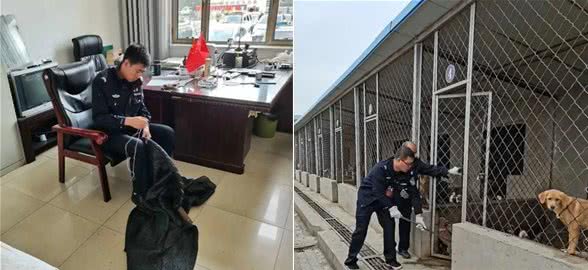 固阳开始整治流浪犬，已收容39只，奖励金额1500元