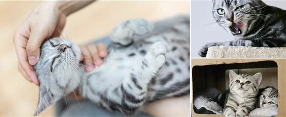 猫星球手册！铲屎官必备法宝之美短的世界