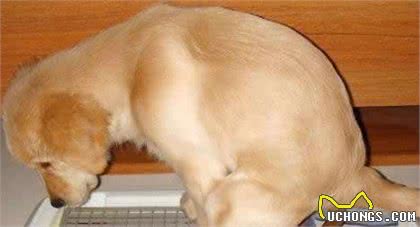 身体健康的狗狗，每天排便都能达到这个数，你家狗健康吗？