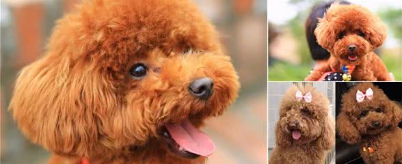 泰迪犬毛发变浅怎么回事？