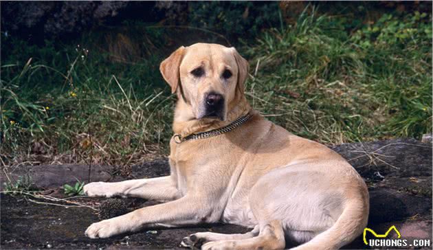 看了拉布拉多犬的优点，你会明白那么多人养它的原因