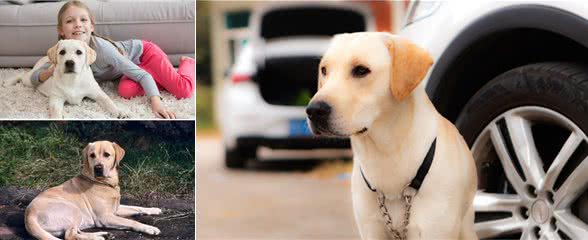 看了拉布拉多犬的优点，你会明白那么多人养它的原因