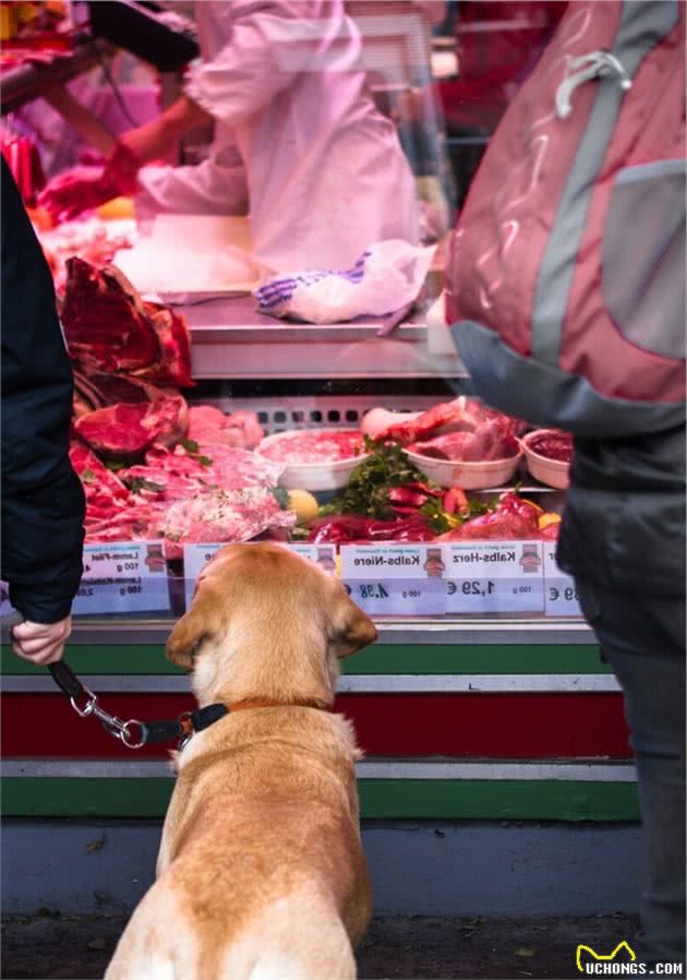 在狗狗眼中，这些地方形同地狱，你家狗狗会怕吗？