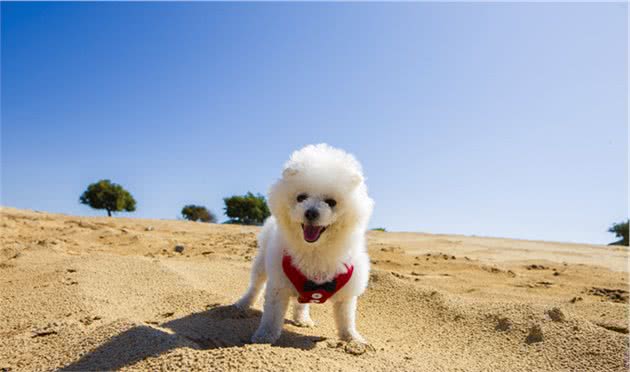 泰迪犬身上的几个小秘密，主人如何分辨？你家狗狗肯定能中招