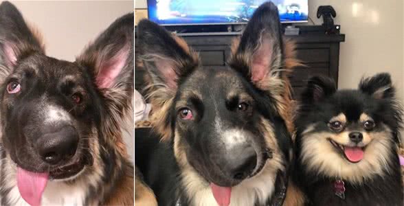 狗狗面部畸形多次被弃养，受救助后竟成为精神抚慰犬，暖哭