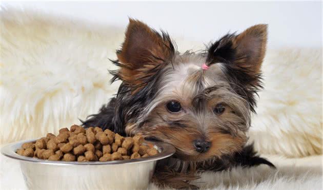 救命啊,我的狗早上不会吃东西