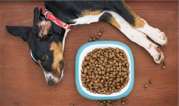 救命啊,我的狗早上不会吃东西