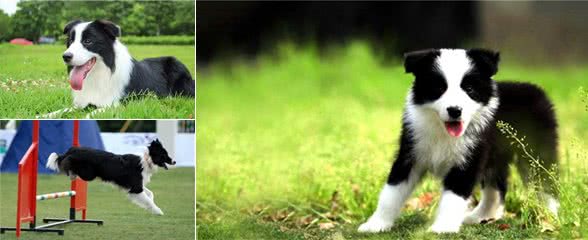 难道智商太高是错?“边牧”少人养的真相在这里