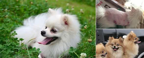 博美犬为什么掉毛？引起掉毛的4大原因你知道吗？