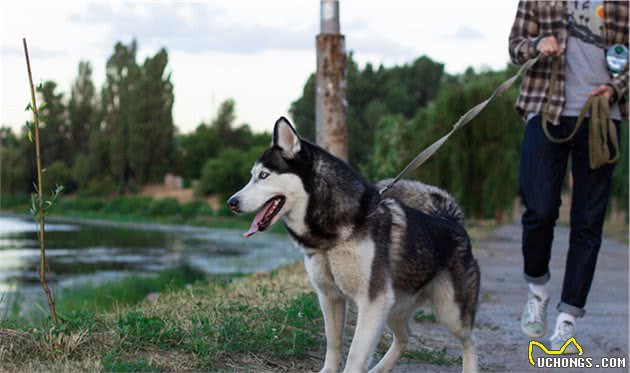 最温顺的6种中大型犬，超适合陪伴孩子一起长大