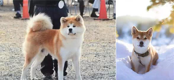 秋田&柴犬难辨别？全面解读两者区别