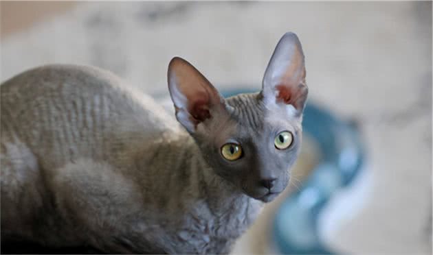 9种适合家养的“小”猫咪，第一名是英短还是田园？