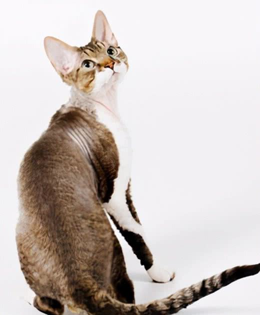 9种适合家养的“小”猫咪，第一名是英短还是田园？