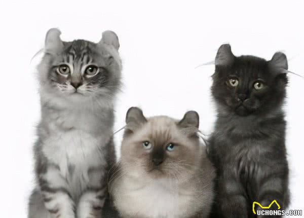 9种适合家养的“小”猫咪，第一名是英短还是田园？