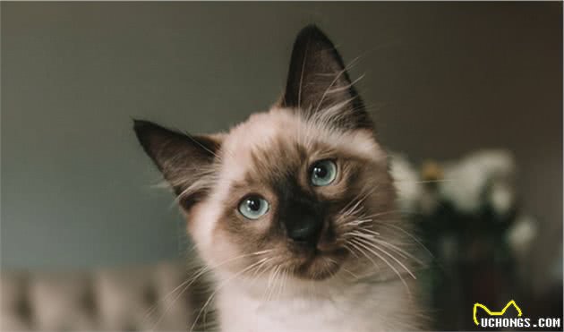 9种适合家养的“小”猫咪，第一名是英短还是田园？