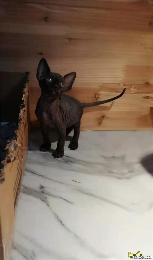9种适合家养的“小”猫咪，第一名是英短还是田园？
