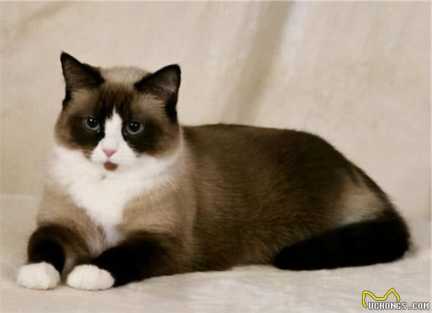 9种适合家养的“小”猫咪，第一名是英短还是田园？