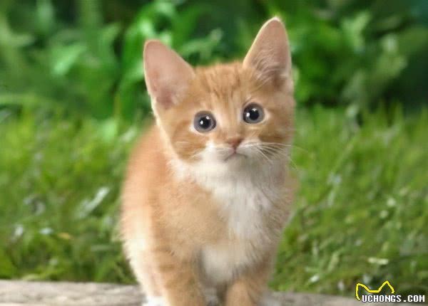 9种适合家养的“小”猫咪，第一名是英短还是田园？