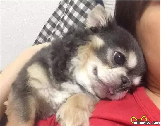 狗狗之最你有了解多少呢？一般人最多认识10种
