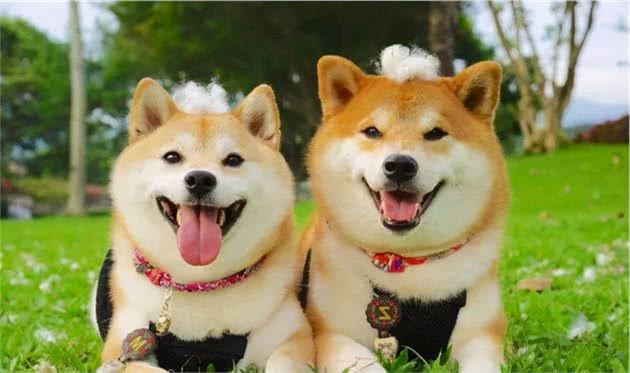 狗狗一生中最大的心愿，无非就是这几个