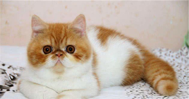 波斯猫鼻道短，泪痕太重显得脏，宠物医生教你3个护理小技巧