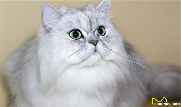 波斯猫鼻道短，泪痕太重显得脏，宠物医生教你3个护理小技巧