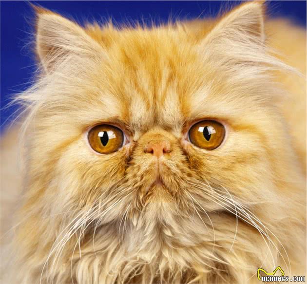 波斯猫鼻道短，泪痕太重显得脏，宠物医生教你3个护理小技巧
