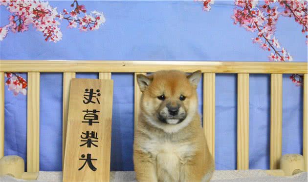 日本的天然纪念物—柴犬