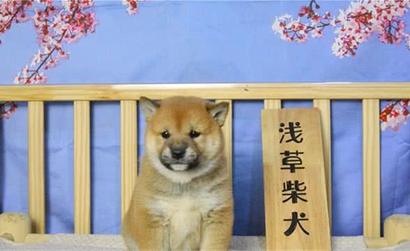 日本的天然纪念物—柴犬