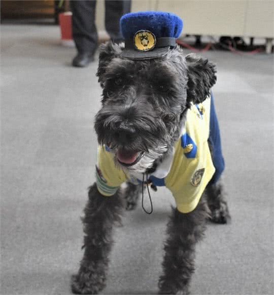 日本交通守护犬，雪纳瑞穿上了新的制服