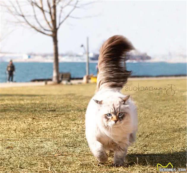 西伯利亚森林猫：拥有战斗民族的高贵与骄傲，宛若丛林仙子，真美