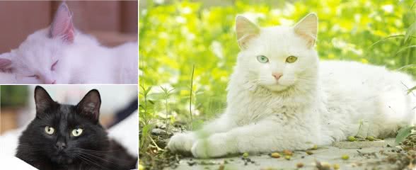 土猫可以当宠物猫养吗？它们有什么不同的地方？