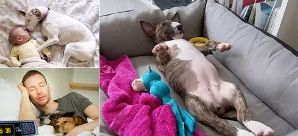 狗狗总喜欢跟你一起睡说明了什么？你有没有想过这个问题
