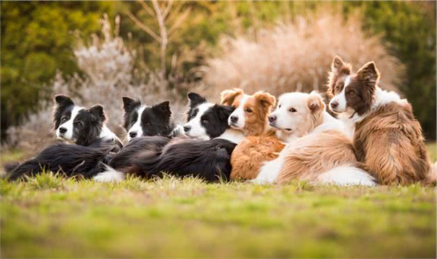 牧羊犬会放羊，但可能不是好的宠物狗，养这种狗要做好这3点