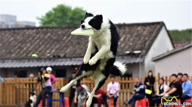 牧羊犬会放羊，但可能不是好的宠物狗，养这种狗要做好这3点