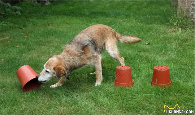 牧羊犬会放羊，但可能不是好的宠物狗，养这种狗要做好这3点