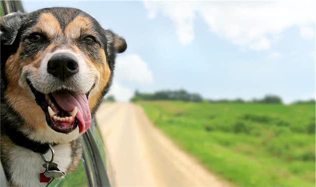 伴侣犬常见疾病有哪些，以及防治技术，建议收藏