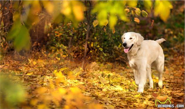 伴侣犬常见疾病有哪些，以及防治技术，建议收藏