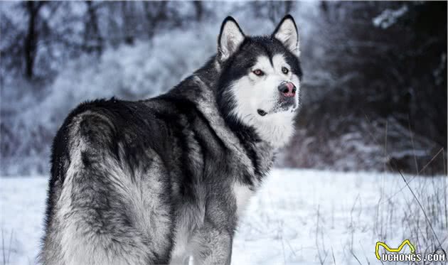 伴侣犬常见疾病有哪些，以及防治技术，建议收藏