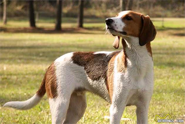 树丛浣熊猎犬：不仅会赶猎物上树，还会自己爬树的狗狗