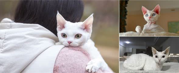 德文卷毛猫，号称比布偶猫还完美，您怎么看？