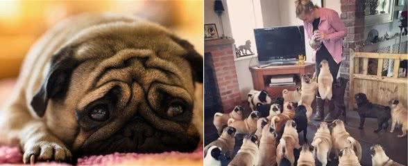 不管巴哥犬有多忠心，你也不要对它做这几件事，会伤透它心
