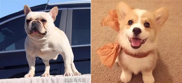 柯基和法斗建议养那个？两只都是小可爱，但这些区别供你参考