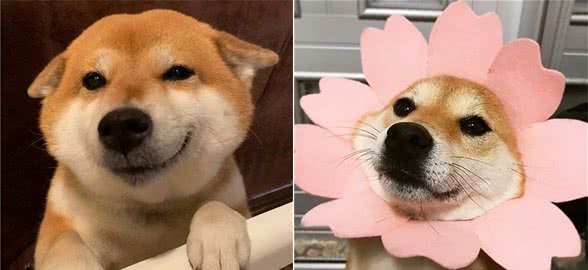 柴犬特殊行为与征兆发情期的四个阶段
