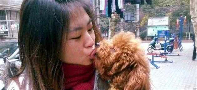 泰迪总是舔你，那是因为它想告诉你这些事，别嫌它脏