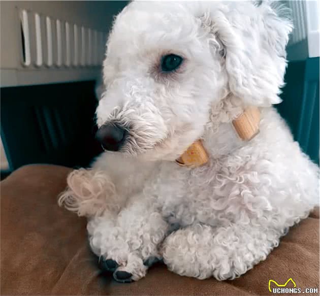 6层高楼上，比熊犬瑟瑟发抖，哀嚎不断，主人竟在屋里呼呼大睡
