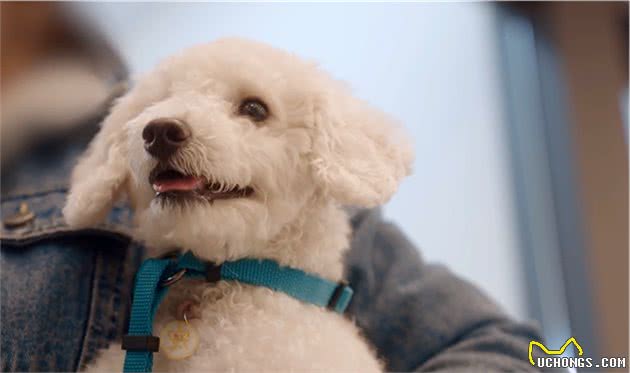 6层高楼上，比熊犬瑟瑟发抖，哀嚎不断，主人竟在屋里呼呼大睡