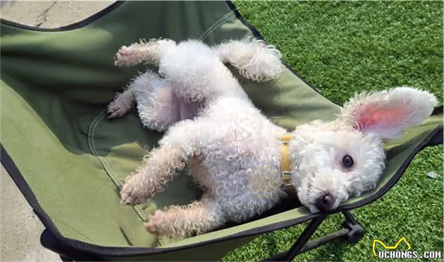 6层高楼上，比熊犬瑟瑟发抖，哀嚎不断，主人竟在屋里呼呼大睡